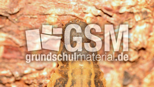 Mittlerer Weinschwärmer (5).jpg